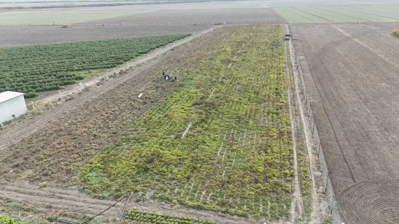 Hatay’da Yer Fıstığı Rekoltesi Yarı Yarıya Düşünce Fiyatlar Uçtu! 2